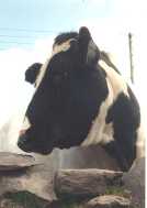 thumbnail of your picture 6