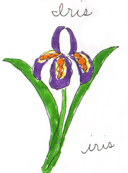 iris